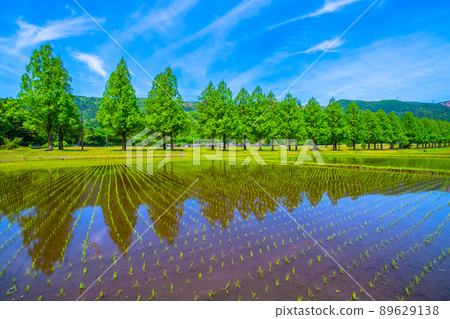 Metasequoia Fresh green of trees 89629138