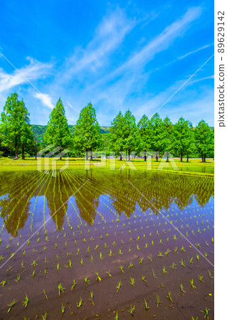 Metasequoia Fresh green of trees 89629142