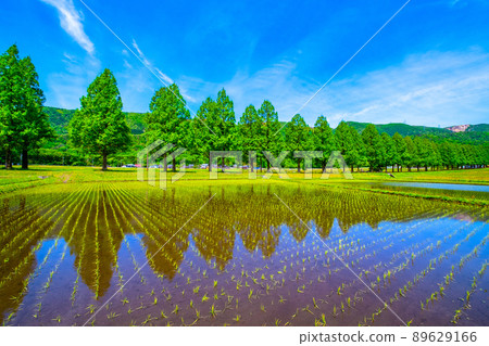 Metasequoia Fresh green of trees 89629166