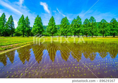 Metasequoia Fresh green of trees 89629167