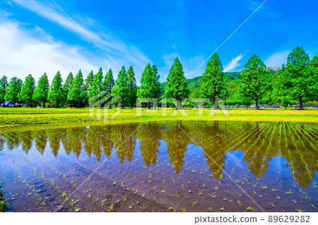 Metasequoia Fresh green of trees 89629282