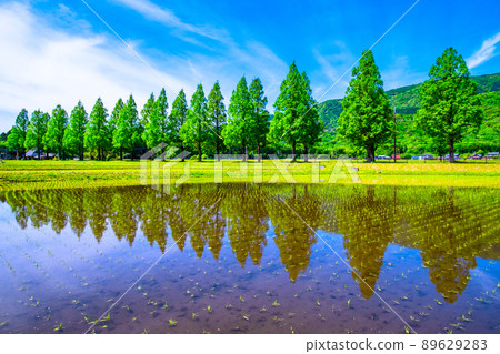 Metasequoia Fresh green of trees 89629283