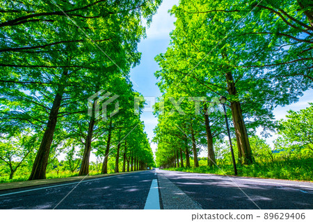 Metasequoia Fresh green of trees Metasequoia Fresh green of trees 89629406