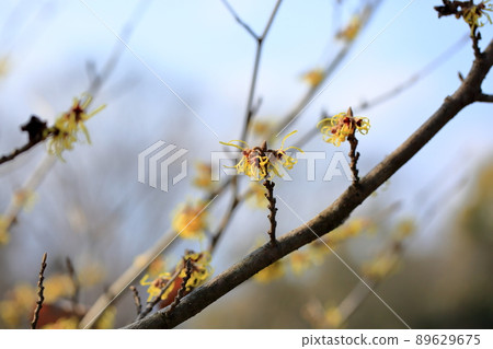 Witch hazel flower Witch hazel flower 89629675