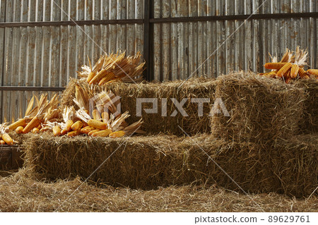 hay stacks and corn stark in barn house 89629761
