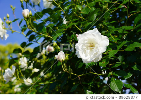 Vine Iceberg 89629877