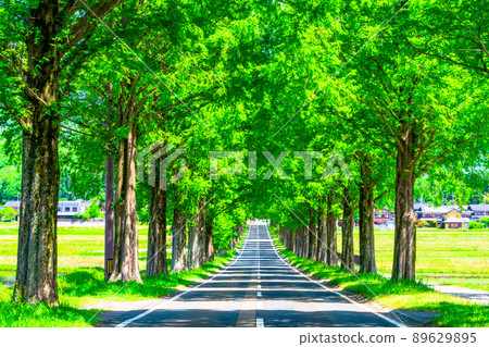 Metasequoia Fresh green of trees Metasequoia Fresh green of trees 89629895