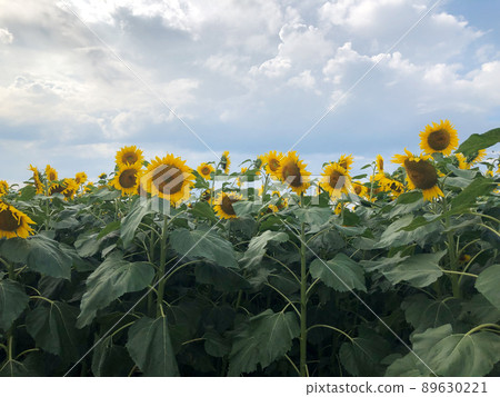 Sunflower field blooming toward the sky Sunflower field blooming toward the sky 89630221