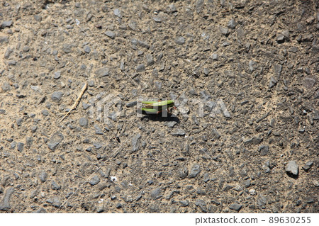 A type of "grasshopper" on asphalt (taken from the side) 89630255