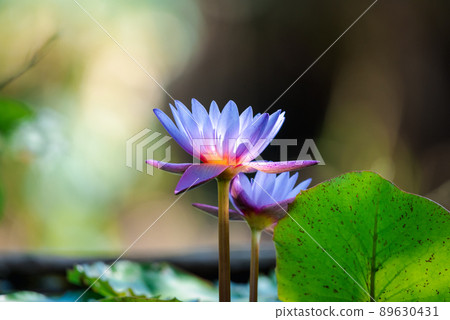 Lotus flower (Tropical water-lily) Lotus flower (Tropical water-lily) 89630431