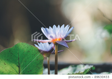 Lotus flower (Tropical water-lily) 89630433