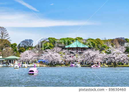 東京上野公園船池盛開的櫻花 89630460
