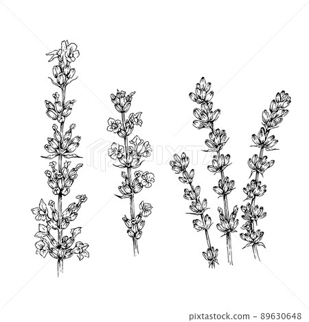 Lavender hand-drawn illustration set 89630648