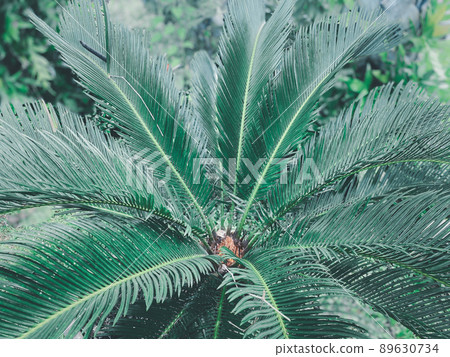 Greenery background of nature plant and leaf Greenery background of nature plant and leaf 89630734