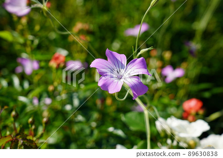 Mugi senneum Mugi senneum 89630838