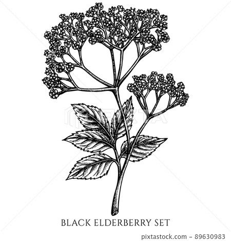 Tea herbs vintage vector illustrations collection. Black and white black elderberry. 89630983