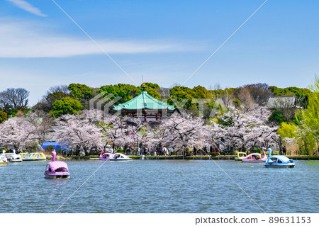 東京上野公園船池盛開的櫻花 89631153