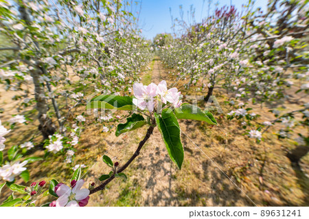 Apple blossoms in full bloom in the orchard Apple blossoms in full bloom in the orchard 89631241