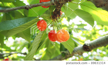 Orchard cherries 89631314