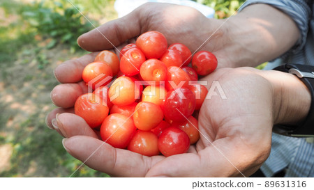 Cherry hunting 89631316