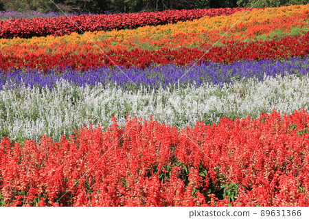 Flower field scenery / Flower field where cockscomb, salvia, verbena, begonia, etc. are planted separately. 89631366