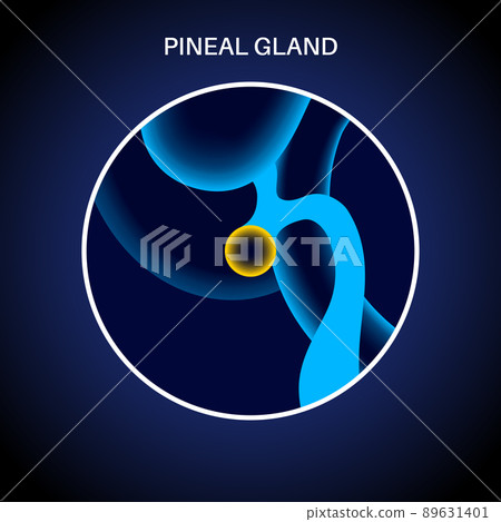 Pineal gland anatomy Pineal gland anatomy 89631401