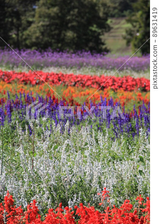 Flower field scenery / Flower field where cockscomb, salvia, verbena, begonia, etc. are planted separately. 89631419