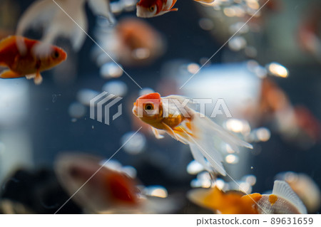 Goldfish swimming aquarium and cool bubbles Goldfish swimming aquarium and cool bubbles 89631659
