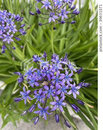 紫花席勒秘魯藍寶石藍 紫花席勒秘魯藍寶石藍 89631871