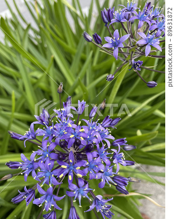 紫花席勒秘魯藍寶石藍 紫花席勒秘魯藍寶石藍 89631872