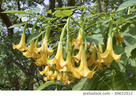 Angels trumpet/ Datura flowe  89632012