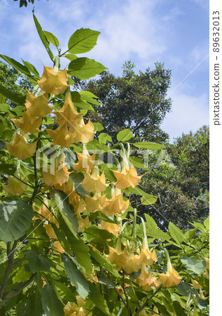 Angels trumpet/ Datura flowe Angels trumpet/ Datura flowe 89632013