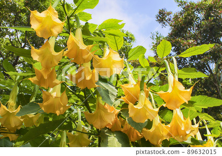 Angels trumpet/ Datura flowe Angels trumpet/ Datura flowe 89632015