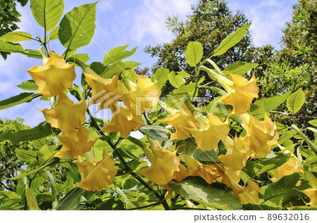 Angels trumpet/ Datura flowe  89632016