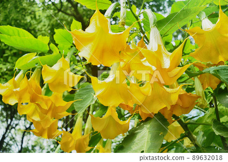 Angels trumpet/ Datura flowe Angels trumpet/ Datura flowe 89632018