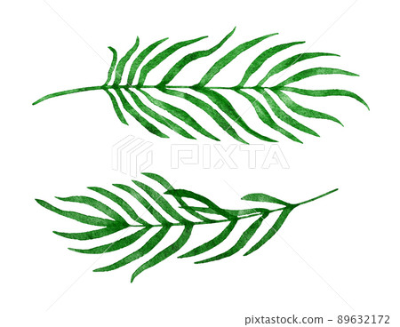 Watercolor hand drawn illustration of tropical plm leaves, green summer leaf design, isolated tree brach foliage greenery, exotic brigh plant decoration jungle forest art. Watercolor hand drawn illustration of tropical plm leaves, green summer leaf design, isolated tree brach foliage greenery, exotic brigh plant decoration jungle forest art. 89632172