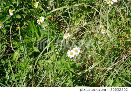 白色的小花 89632202