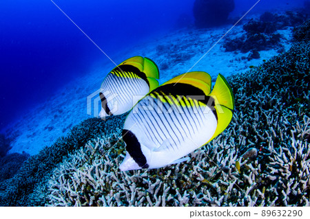 Pair of fake vagabond butterflies Pair of fake vagabond butterflies 89632290