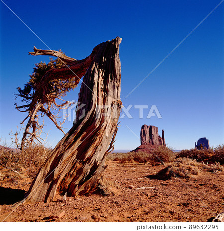 Gosa Tree and Monument Valley Gosa Tree and Monument Valley 89632295