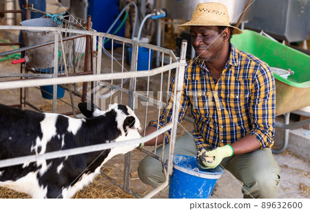 African american man with a bucket feeds a young calf African american man with a bucket feeds a young calf 89632600