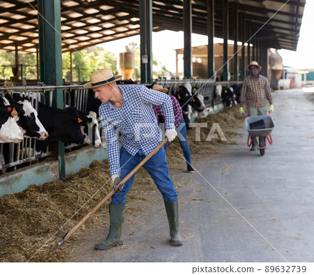 Busy man preparing hay for cows in livestock stall 89632739