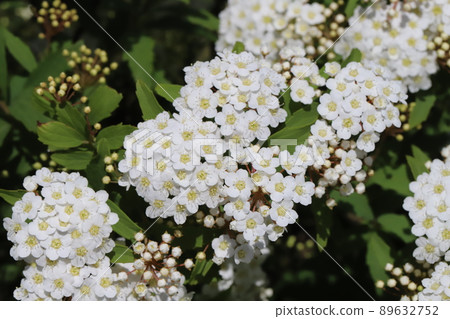 White spirea flowers blooming in a Japanese park in spring White spirea flowers blooming in a Japanese park in spring 89632752