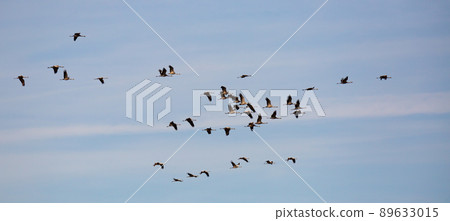 Flock of cranes in flight 89633015
