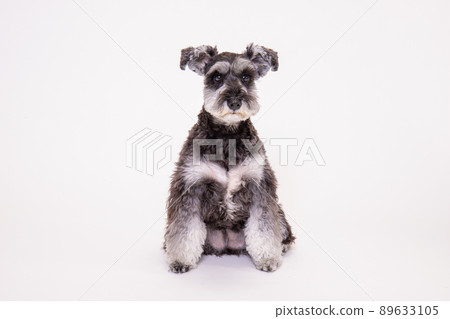 一隻年輕的迷你雪納瑞的工作室照片 一隻年輕的迷你雪納瑞的工作室照片 89633105