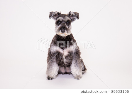 一隻年輕的迷你雪納瑞的工作室照片 89633106