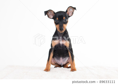 Miniature Pinscher puppy Miniature Pinscher puppy 89633111