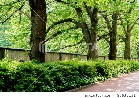 [Tokyo] Fresh green walking path 89633151
