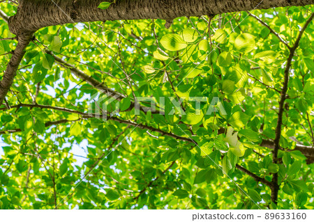 Fresh green image (May) 89633160