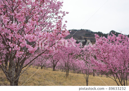Sunlight cherry blossoms in Minamiaso Sakura Park Sunlight cherry blossoms in Minamiaso Sakura Park 89633232
