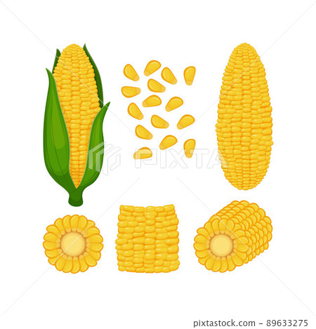 Corn. A set with an image of whole corn with leaves, without leaves, pieces of corn and corn seeds. Vector illustration on a white background 89633275